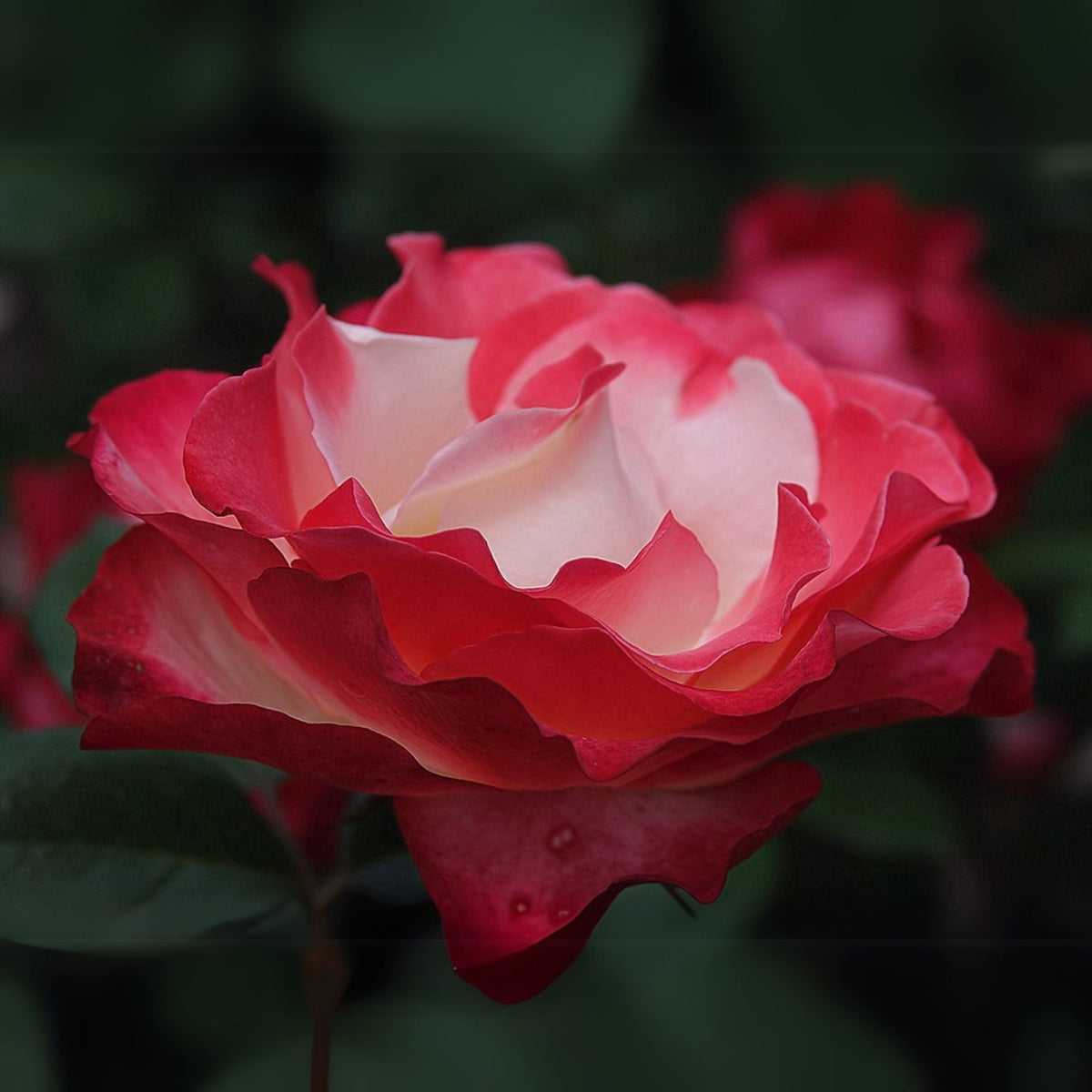 バラ ノスタルジー Seeds - Nostalgie Perennial Rose Seeds, 30+ seeds