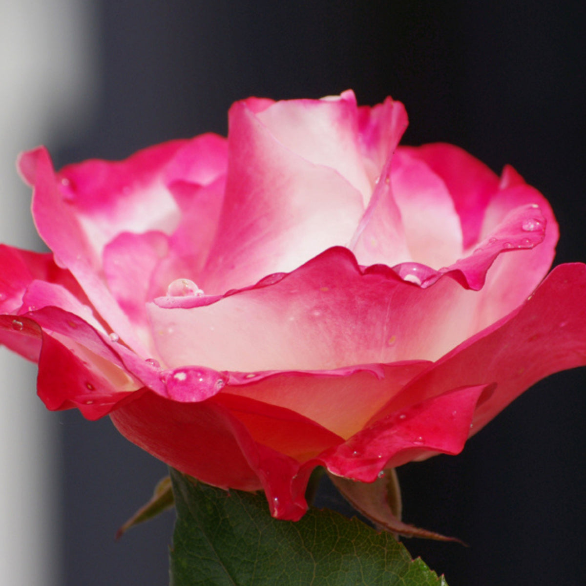 バラ ノスタルジー Seeds - Nostalgie Perennial Rose Seeds, 30+ seeds