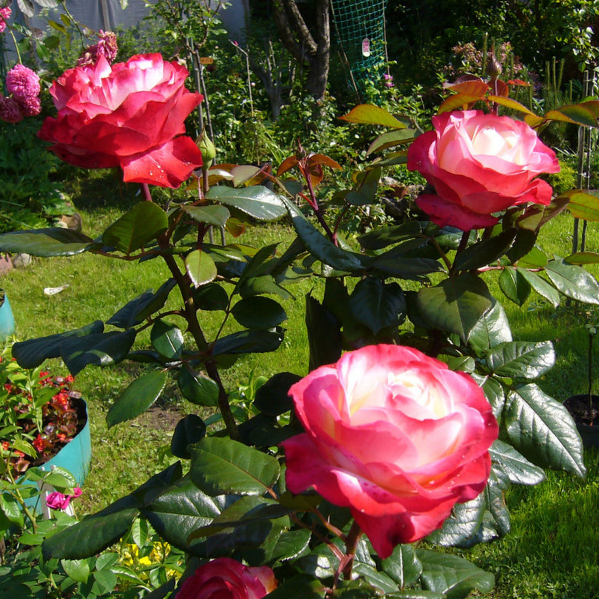 バラ ノスタルジー Seeds - Nostalgie Perennial Rose Seeds, 30+ seeds