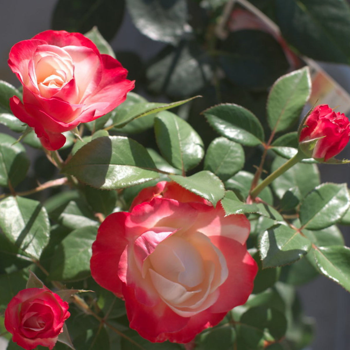 バラ ノスタルジー Seeds - Nostalgie Perennial Rose Seeds, 30+ seeds