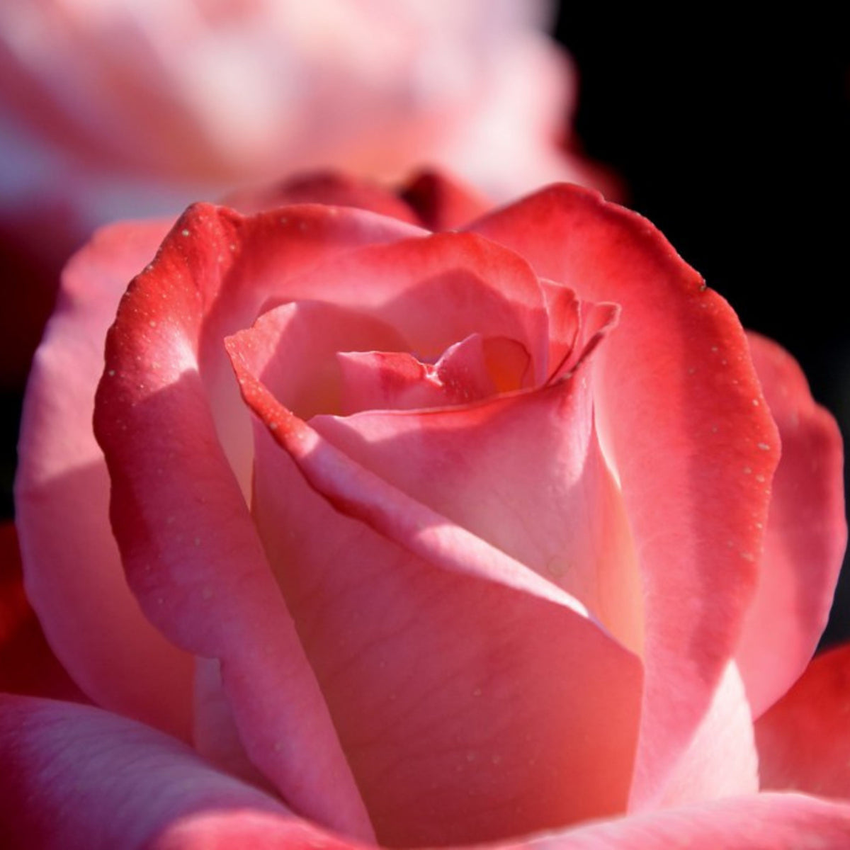 バラ ノスタルジー Seeds - Nostalgie Perennial Rose Seeds, 30+ seeds