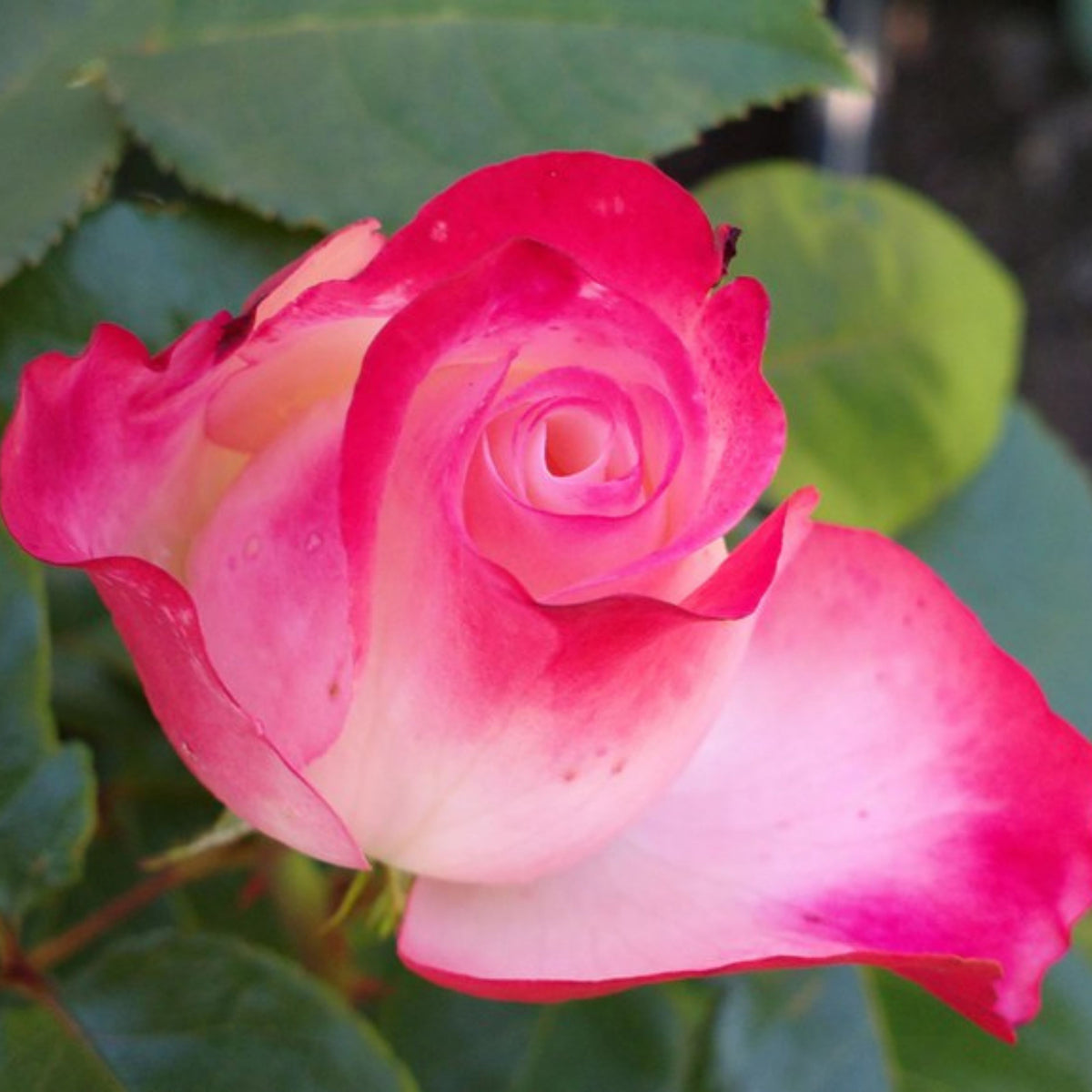 バラ ノスタルジー Seeds - Nostalgie Perennial Rose Seeds, 30+ seeds