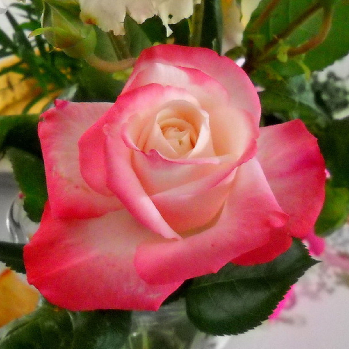バラ ノスタルジー Seeds - Nostalgie Perennial Rose Seeds, 30+ seeds