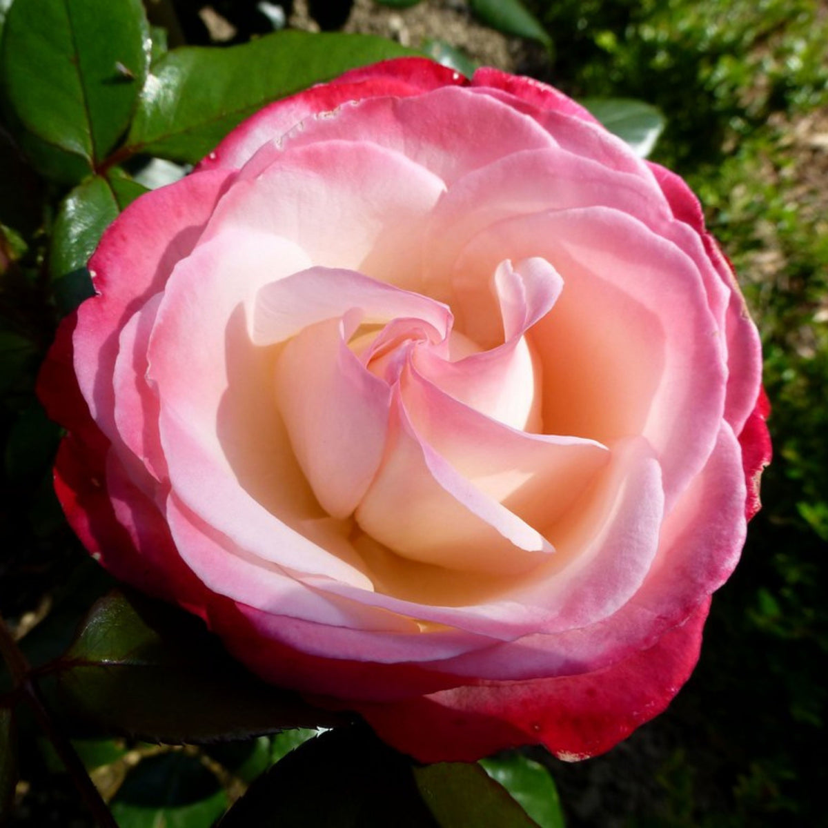 バラ ノスタルジー Seeds - Nostalgie Perennial Rose Seeds, 30+ seeds