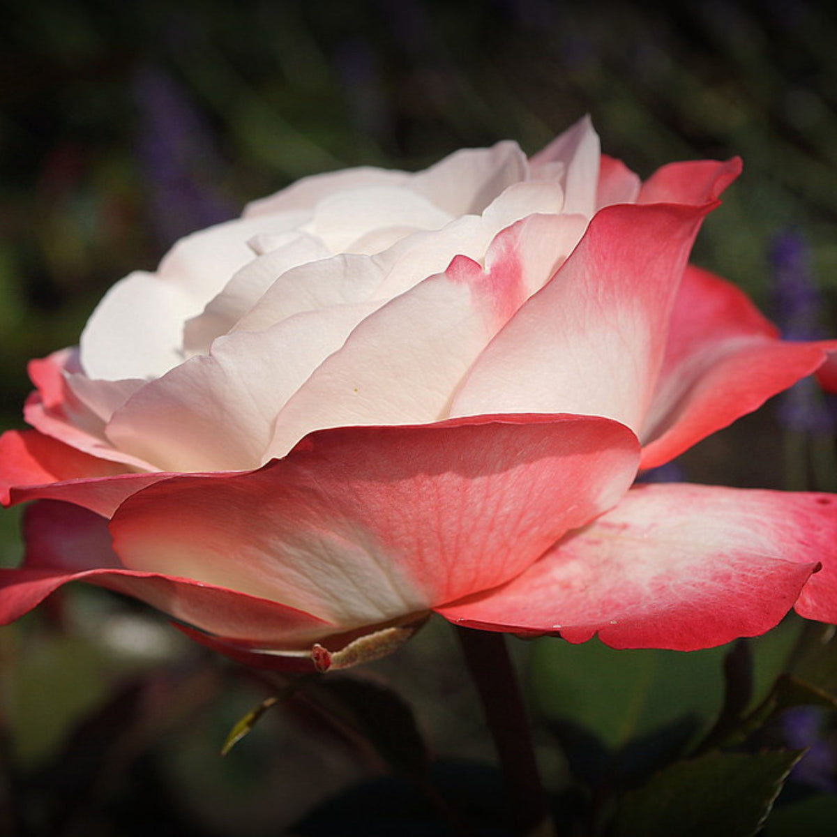 バラ ノスタルジー Seeds - Nostalgie Perennial Rose Seeds, 30+ seeds
