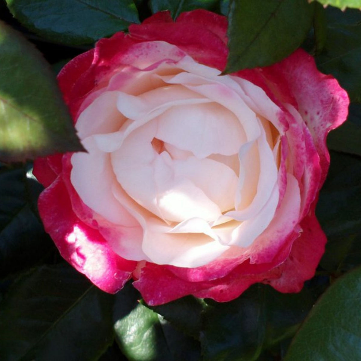 バラ ノスタルジー Seeds - Nostalgie Perennial Rose Seeds, 30+ seeds