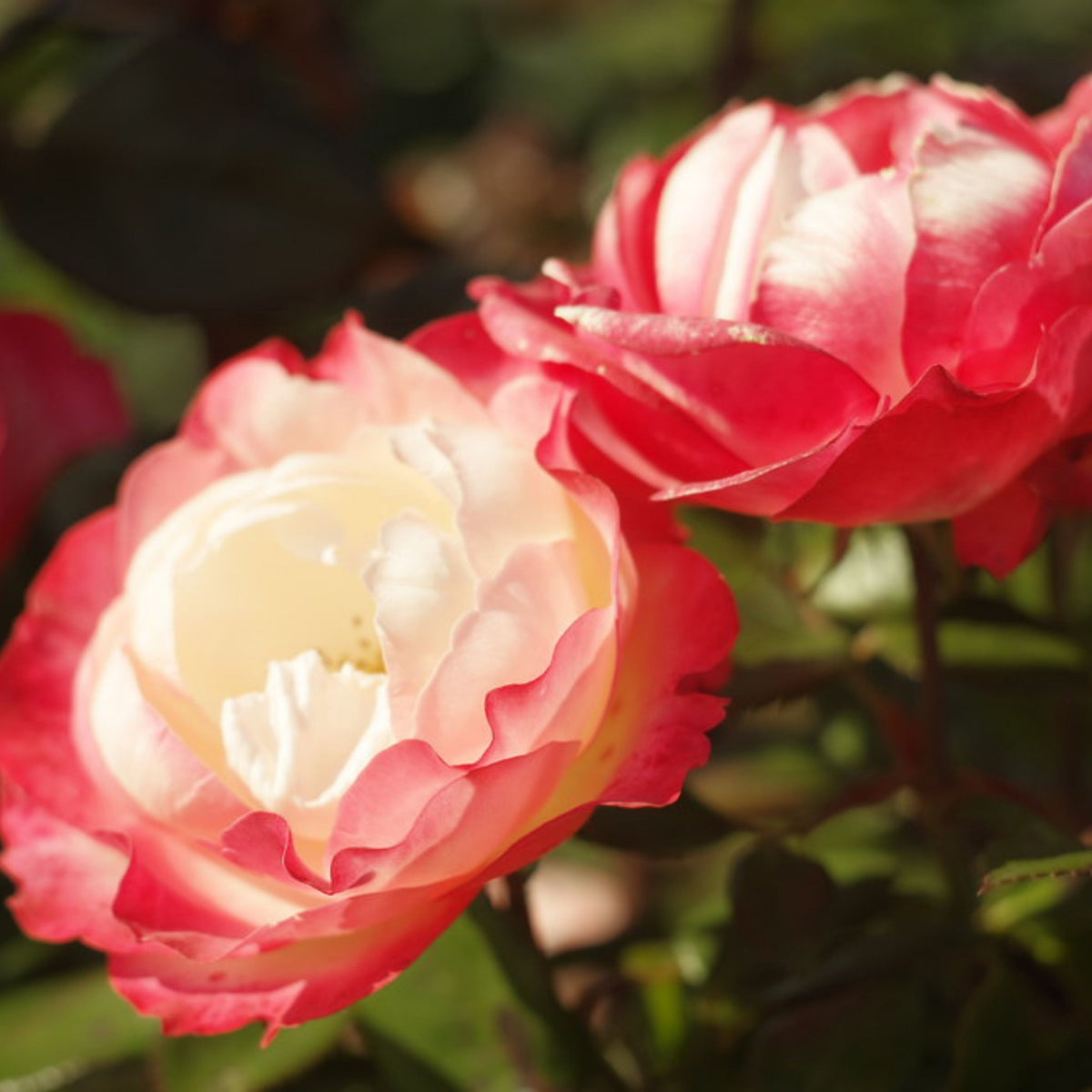 バラ ノスタルジー Seeds - Nostalgie Perennial Rose Seeds, 30+ seeds