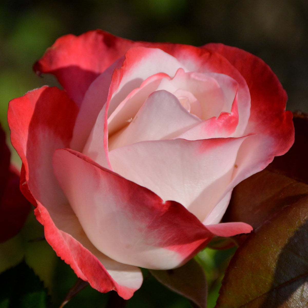 バラ ノスタルジー Seeds - Nostalgie Perennial Rose Seeds, 30+ seeds