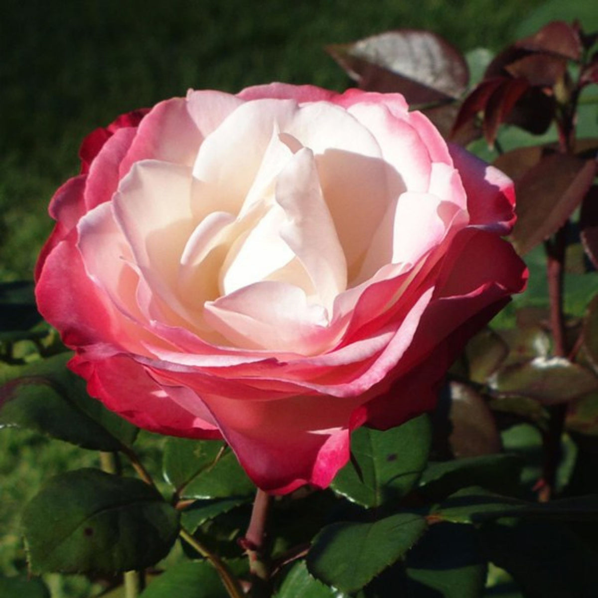 バラ ノスタルジー Seeds - Nostalgie Perennial Rose Seeds, 30+ seeds