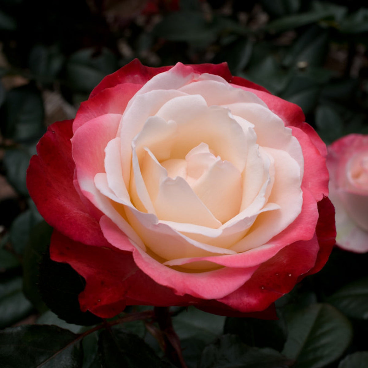 バラ ノスタルジー Seeds - Nostalgie Perennial Rose Seeds, 30+ seeds