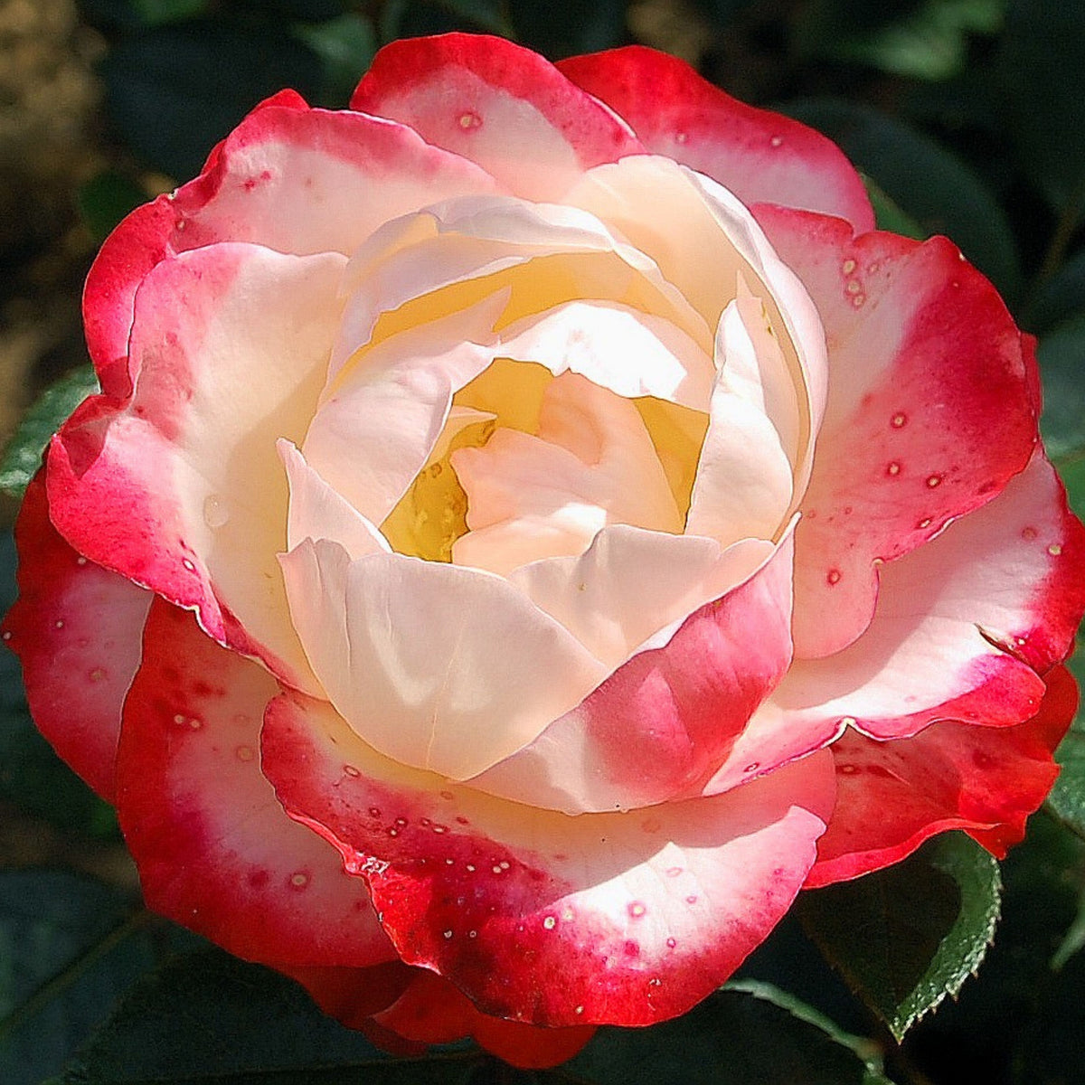 バラ ノスタルジー Seeds - Nostalgie Perennial Rose Seeds, 30+ seeds