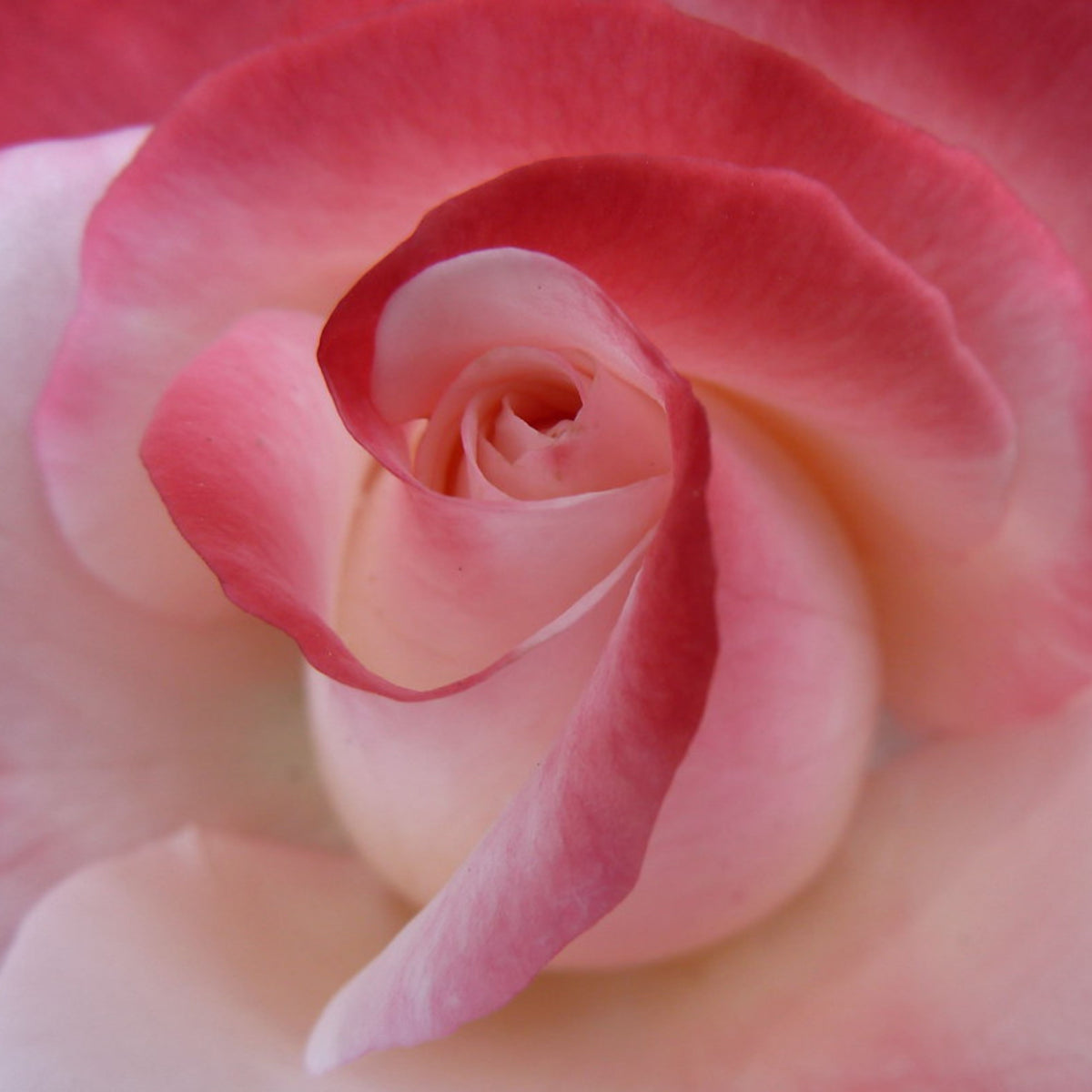 バラ ノスタルジー Seeds - Nostalgie Perennial Rose Seeds, 30+ seeds