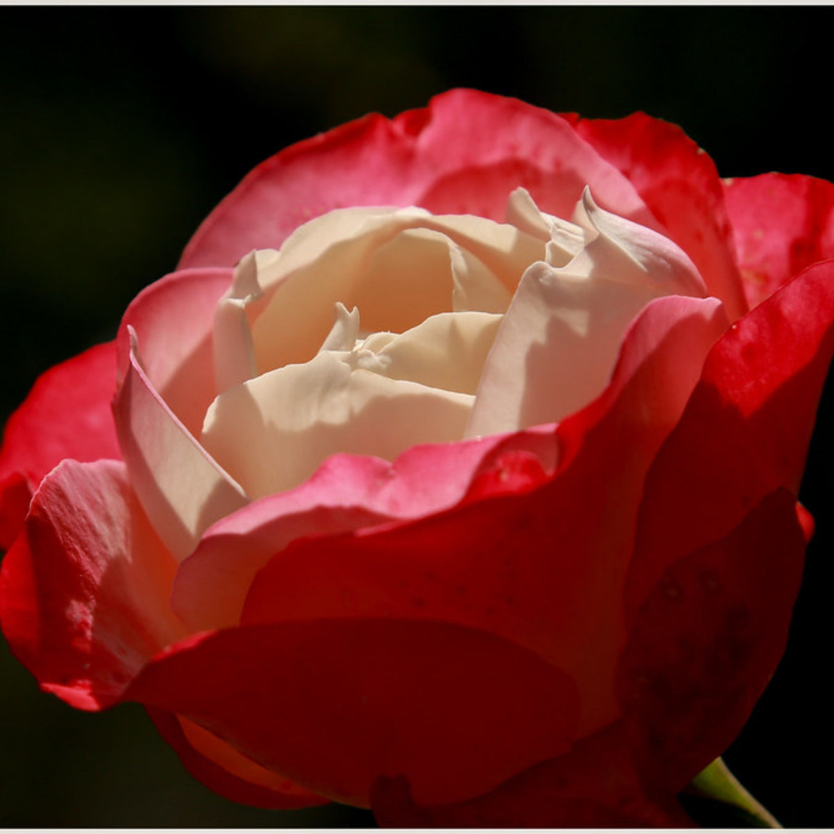 バラ ノスタルジー Seeds - Nostalgie Perennial Rose Seeds, 30+ seeds