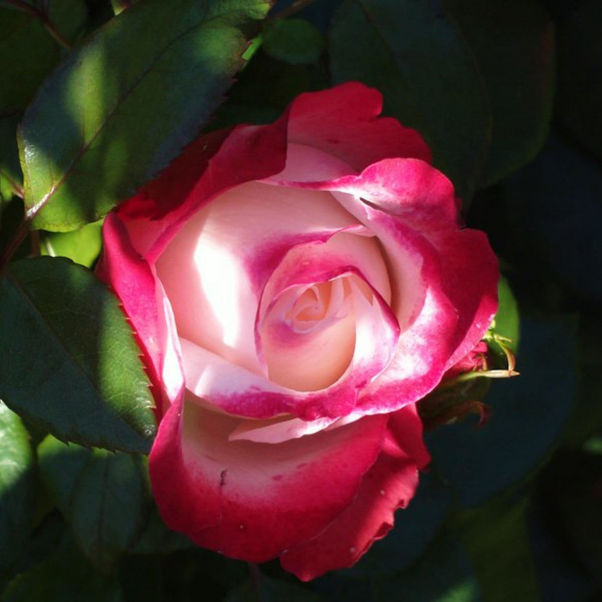 バラ ノスタルジー Seeds - Nostalgie Perennial Rose Seeds, 30+ seeds