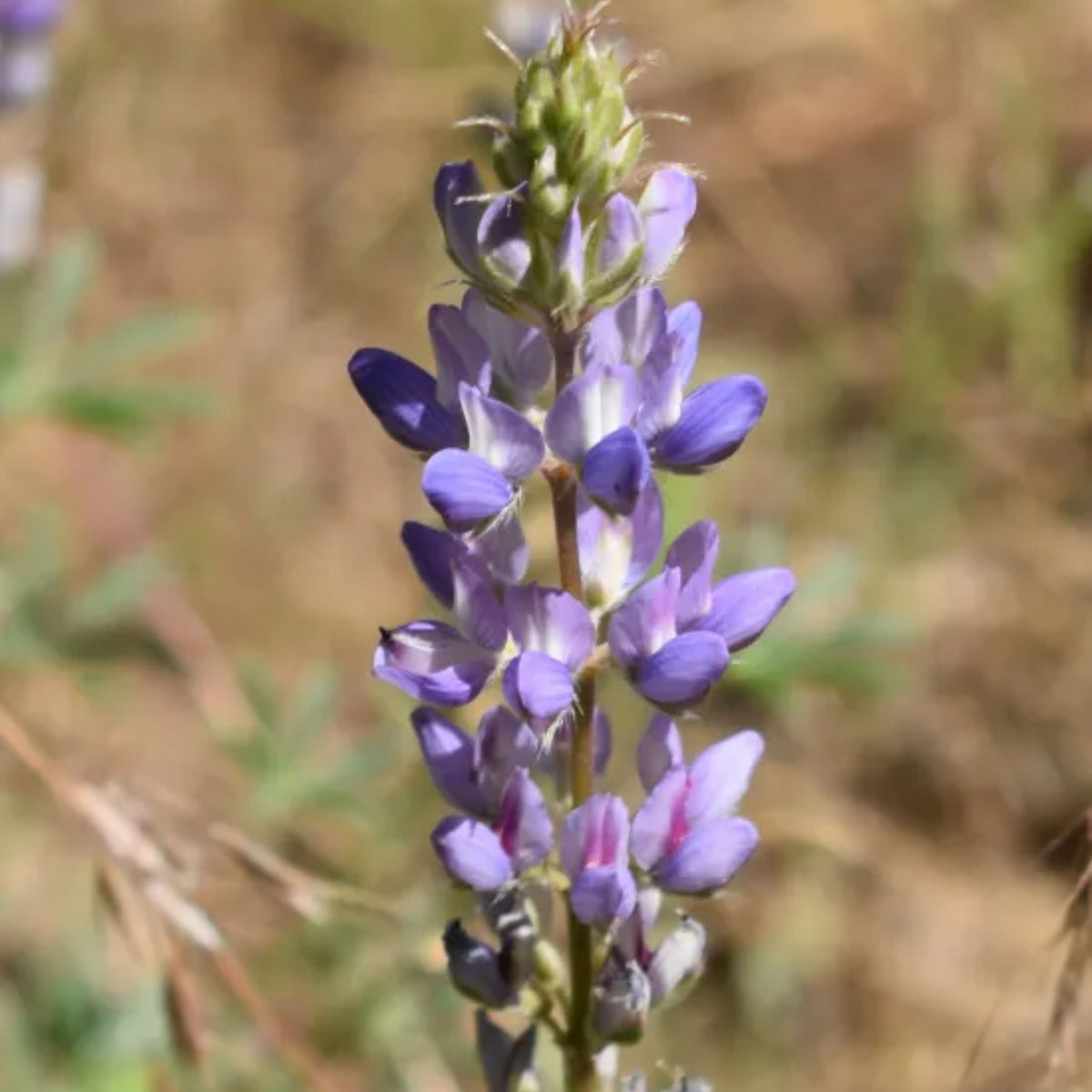 Lupinus Latifolius (Broadleaf Lupine) Seeds, Bluebonnet