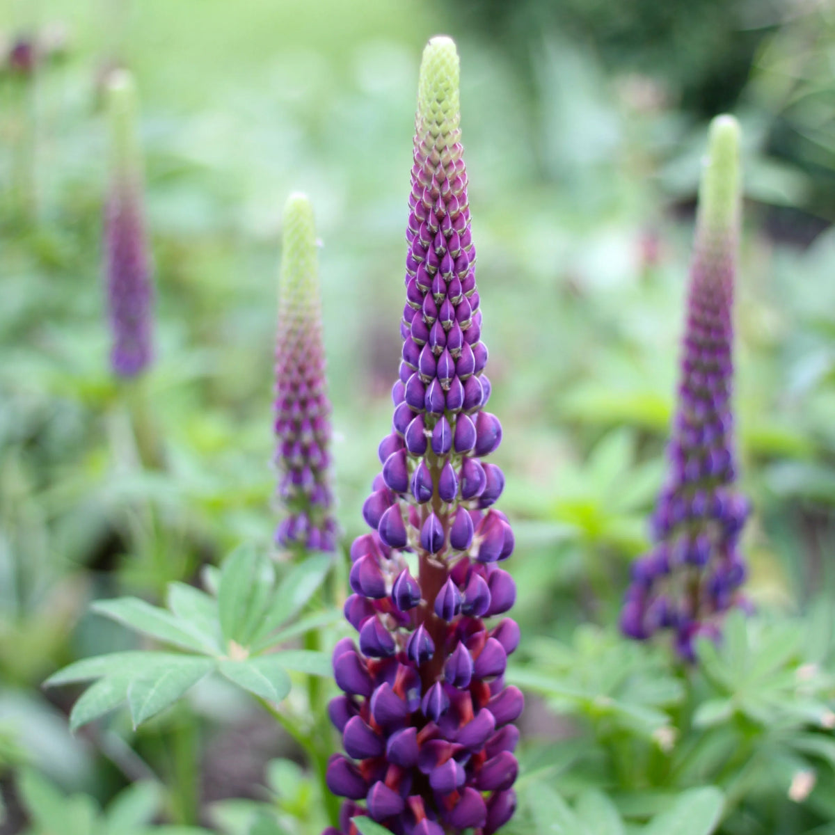 Gallery White Lupine (Lupinus ‘Gallery White’) Seeds