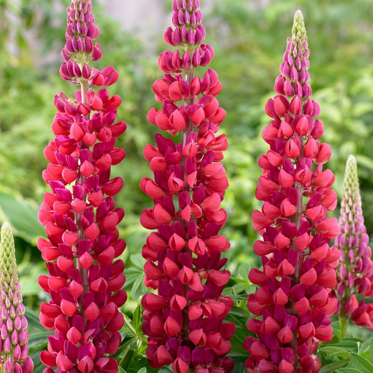 My Castle Lupine Seeds