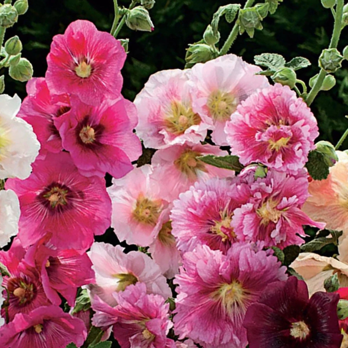 Indian Spring Common Hollyhock Seeds (Alcea Rosea), 20 seeds