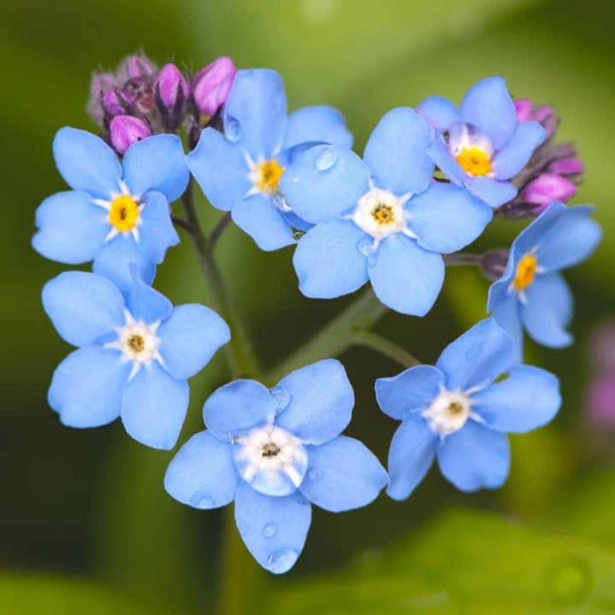 Myosotis (Forget-Me-Not) Seeds - Bee Friendly, Attracts Butterflies
