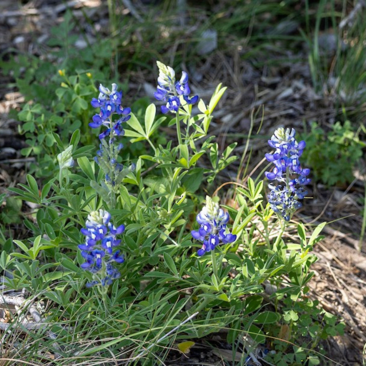 Lupinus Texensis (Texas Bluebonnet) Seeds