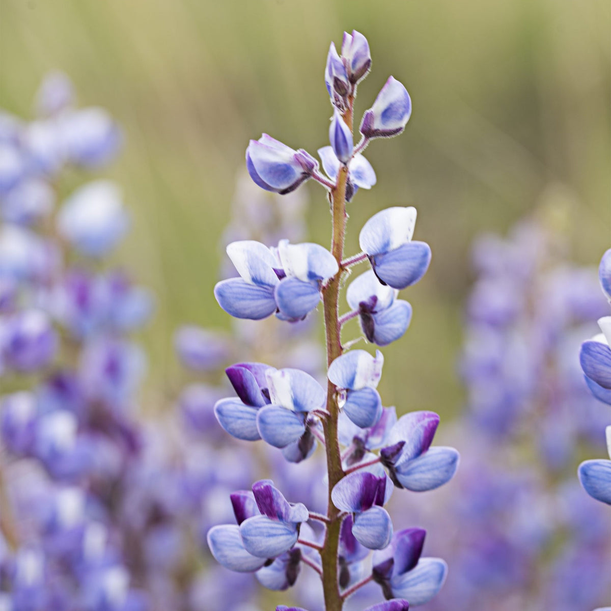Lupinus Perennis (Wild Lupine) Seeds