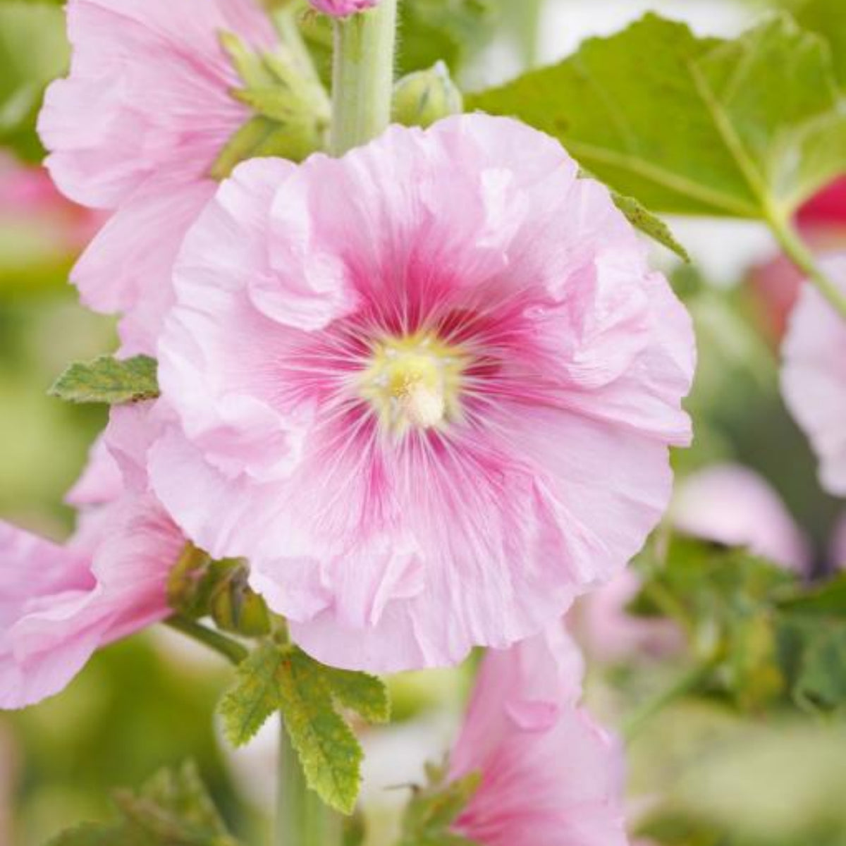 Light Pink Single Hollyhock Seeds - Single Mix (Alcea Rosea), 20 seeds
