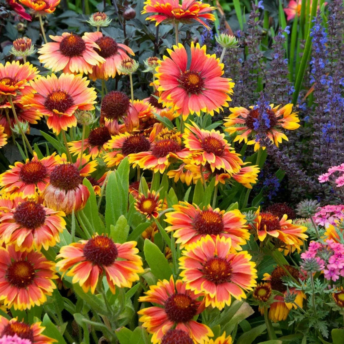 20s| Gaillardia pulchella 'Indian Blanket  Seeds– Blanket Flower – Heirloom, Non-GMO, Vibrant Red, Easy to Grow, Drought-Tolerant Perennial, Perfect for Pollinator Gardens, Borders, Cut Flowers, and Wildflower Meadows#8067