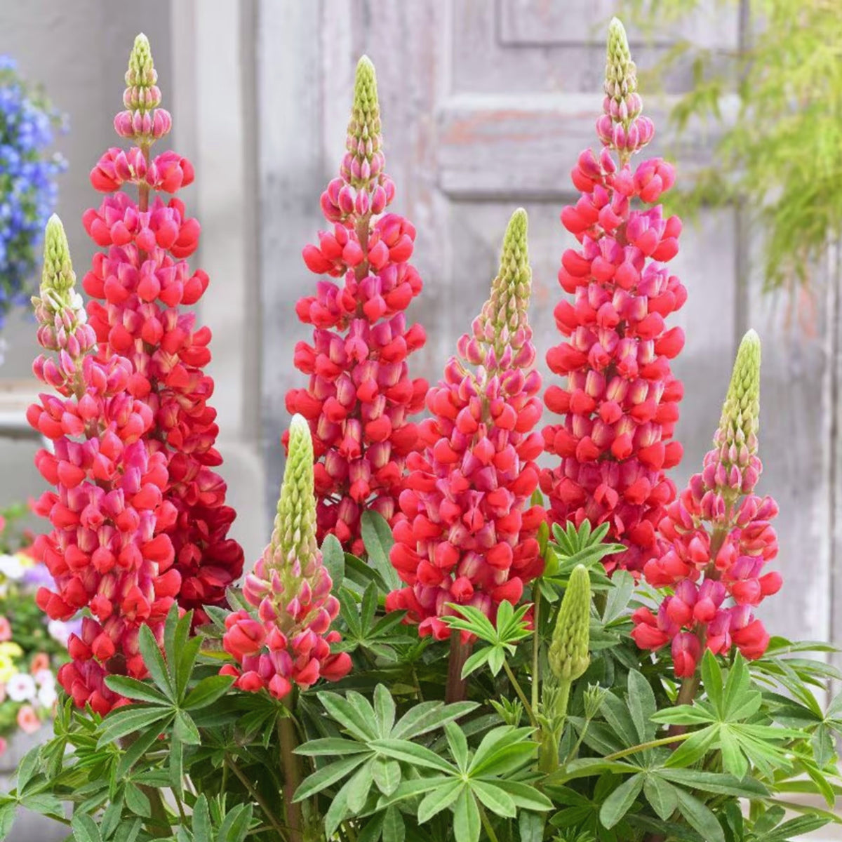 Lupinus ‘Beefeater’ (Lupine) Seeds, Bluebonnet