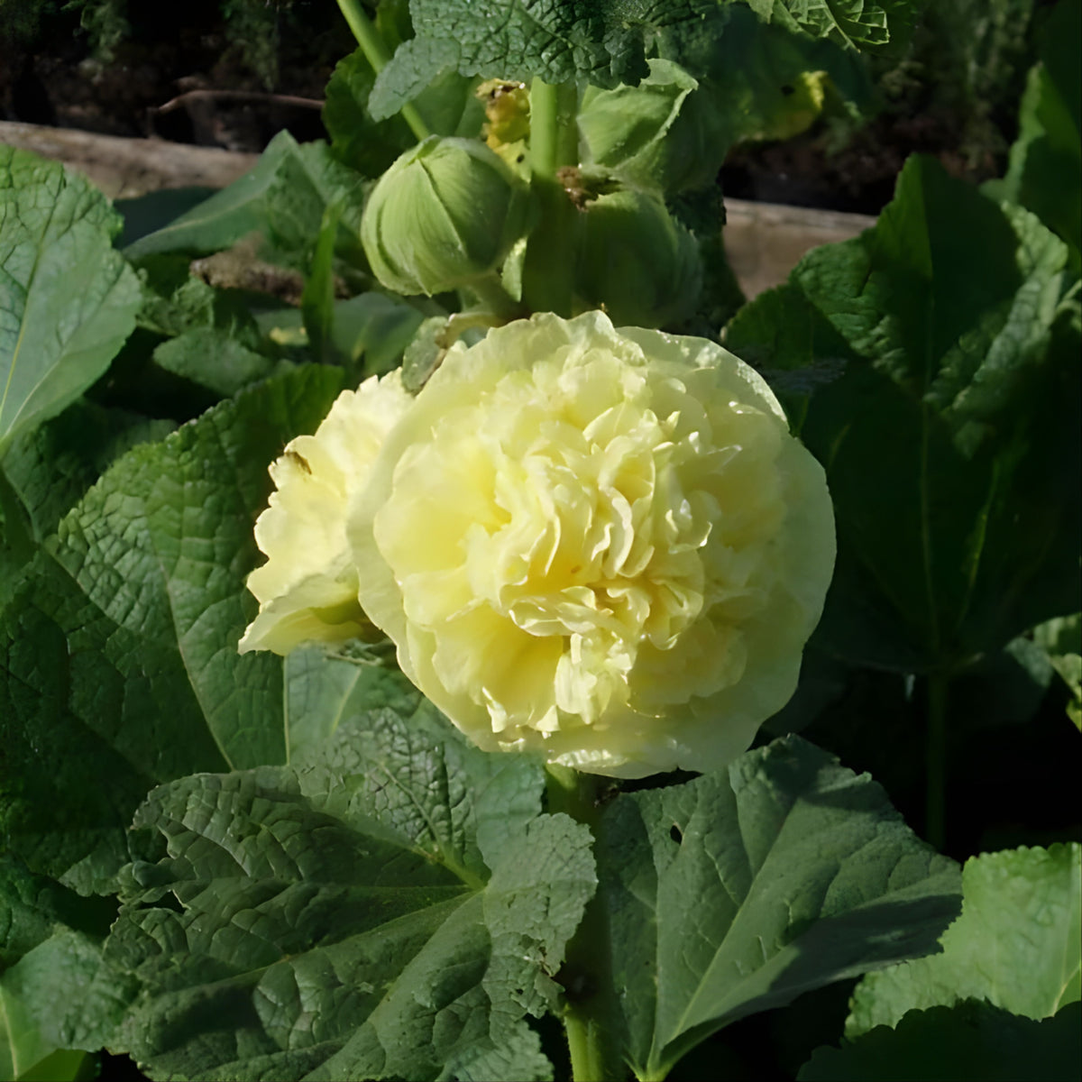 Yellow Banana Hollyhock Seeds - Alcea Rosea Seeds, 20 seeds