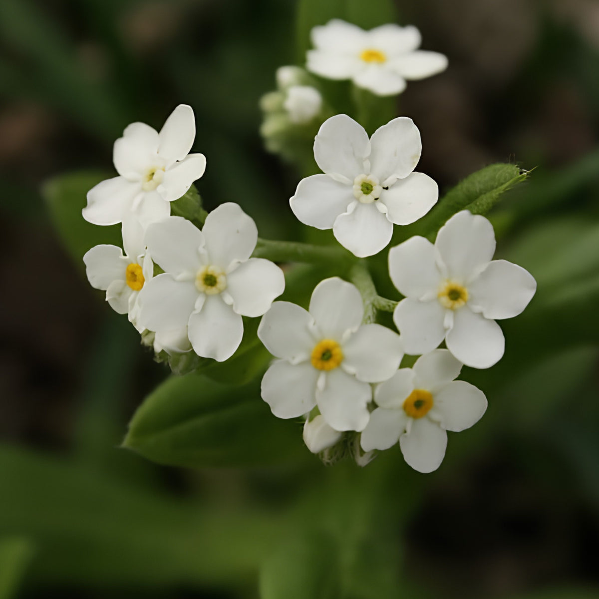 White Ball Alpine Forget-Me-Not Seeds - Bee Friendly