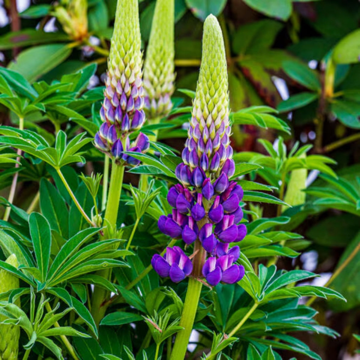 Lupinus Polyphyllus (Bigleaf Lupine) Seeds