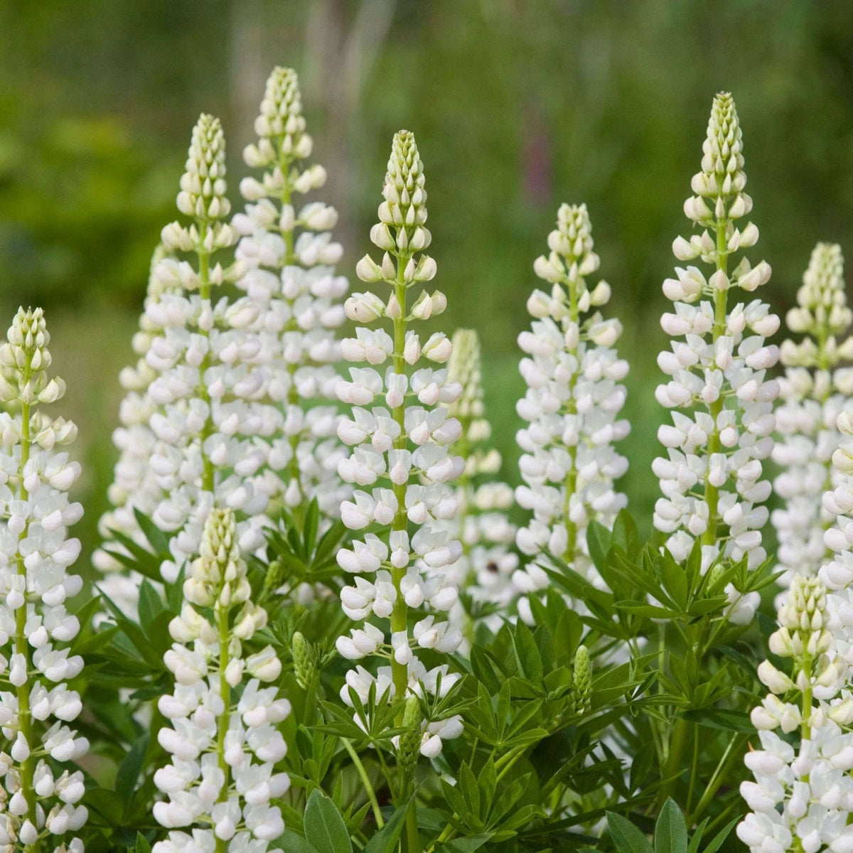 Gallery White Lupinus (Lupine) Seeds, Bluebonnet
