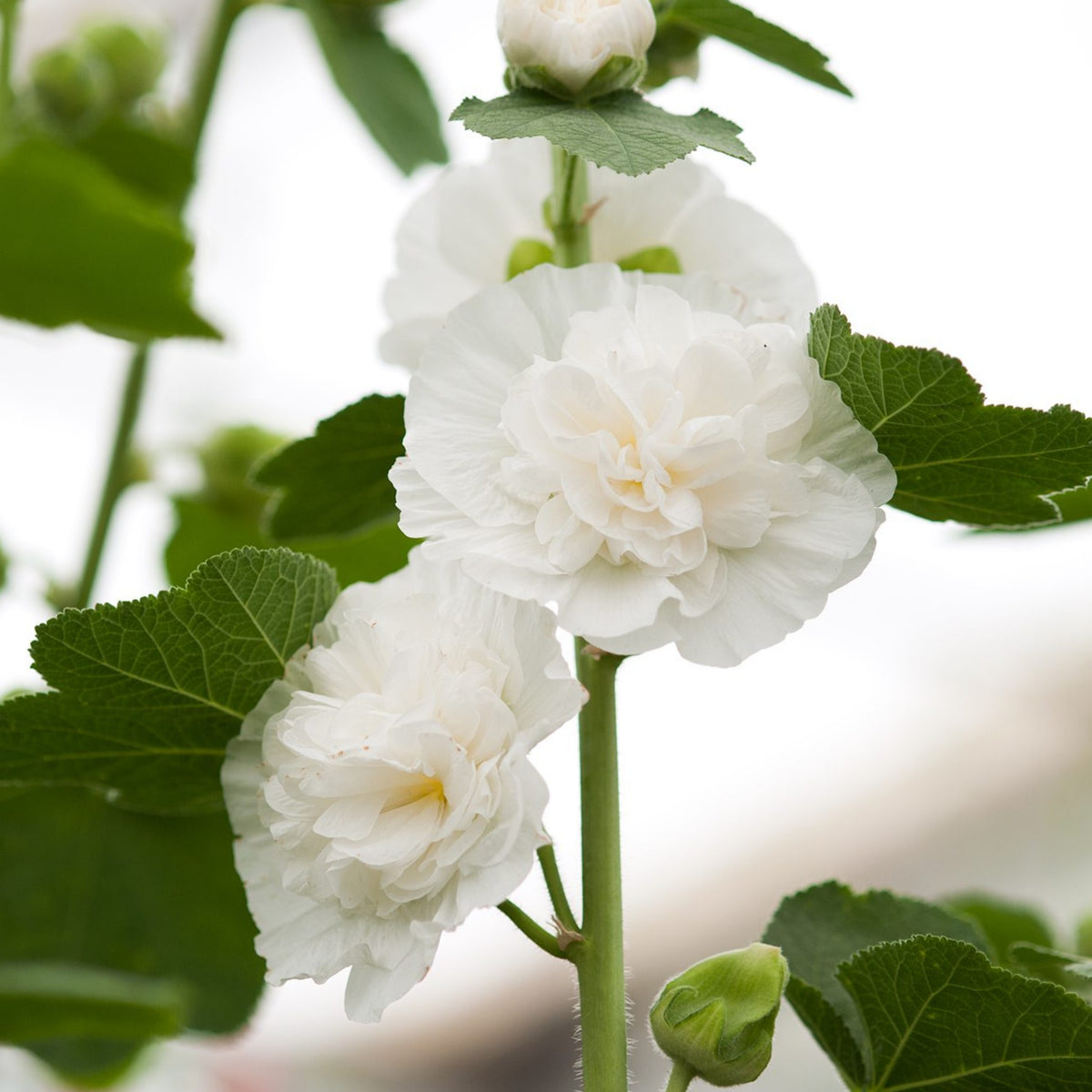 White the Bride Hollyhock Seeds - Alcea Rosea Seeds, 20 seeds