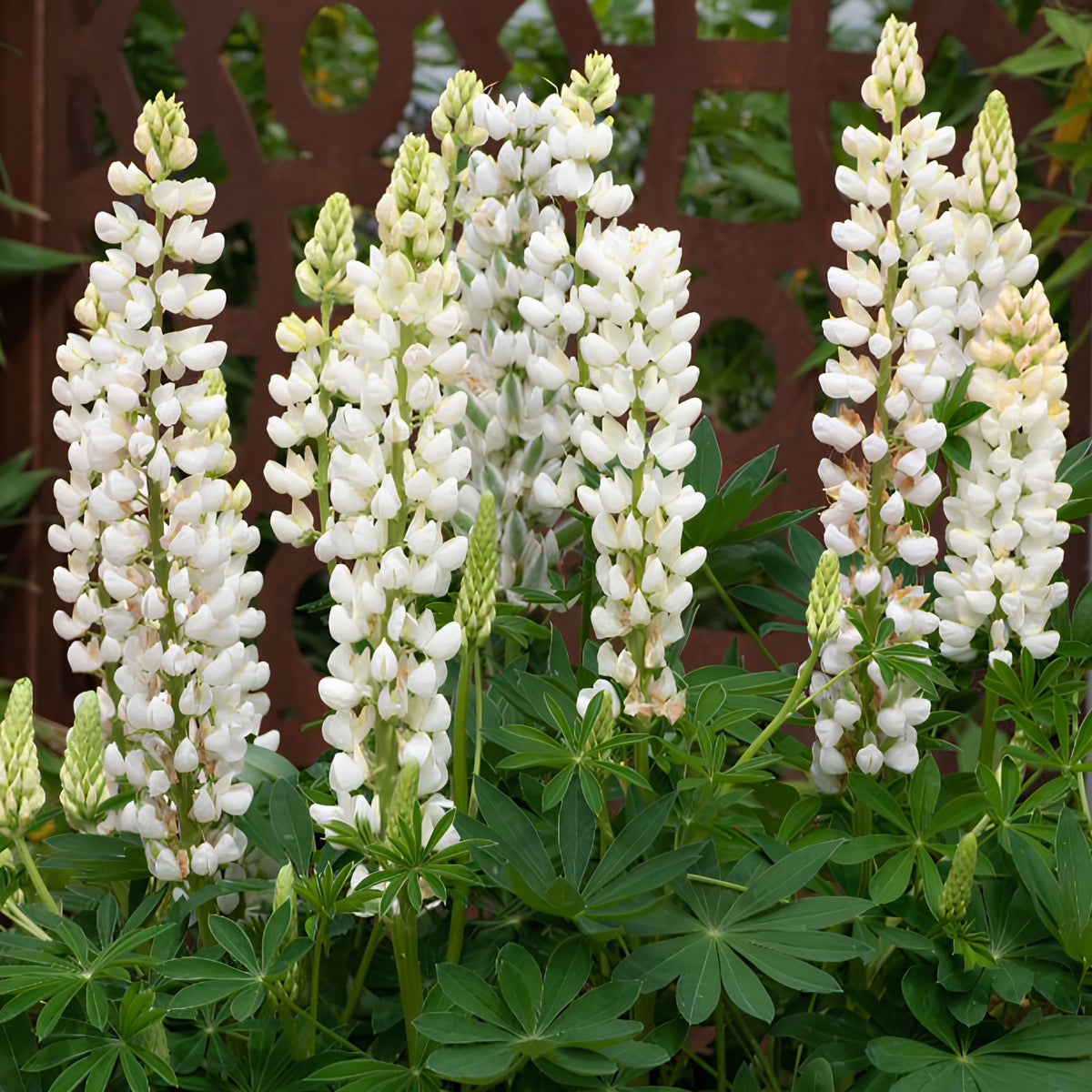 Noble Maiden Lupine Seeds - Bluebonnet