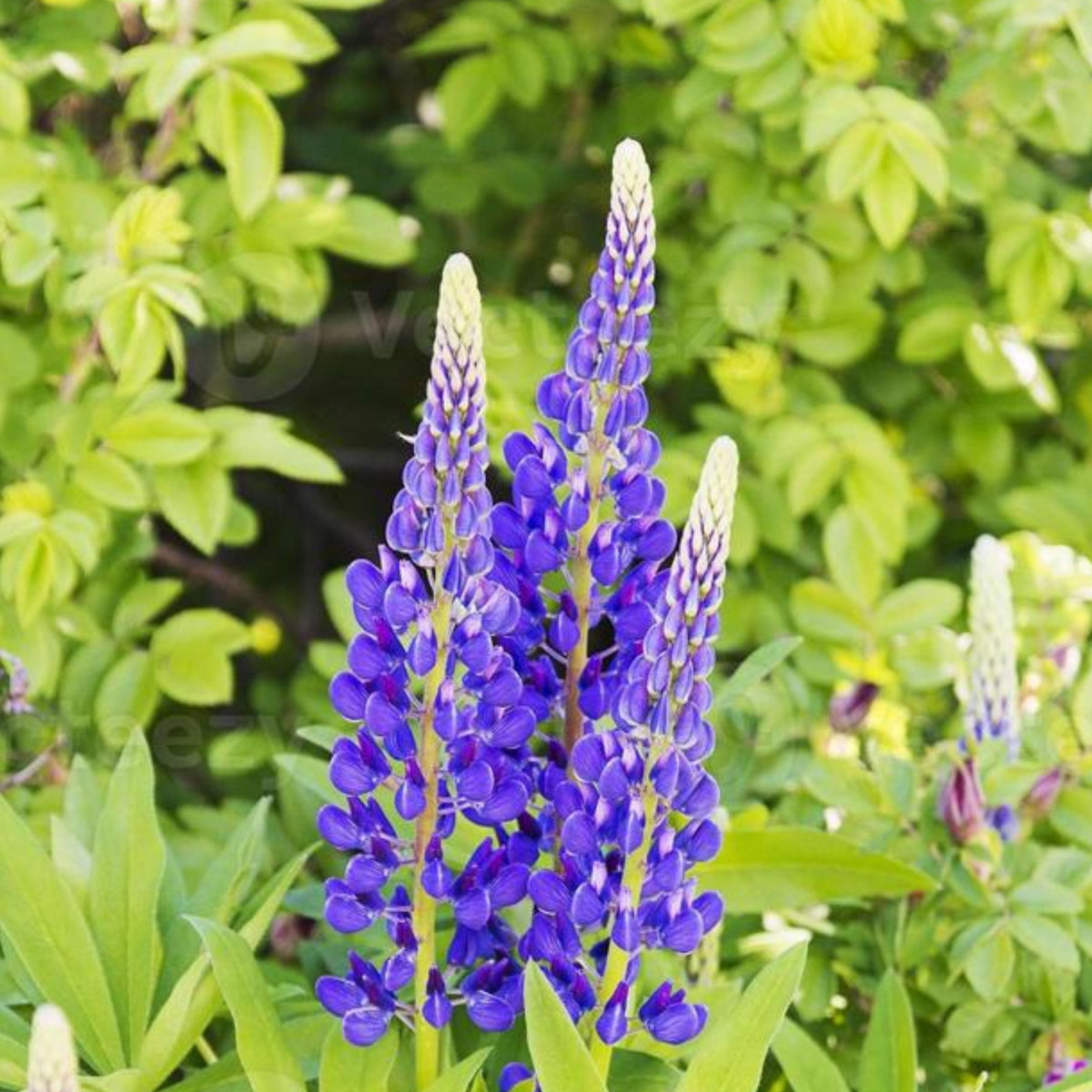 Lupinus Rivularis (Riverbank Lupine) Seeds