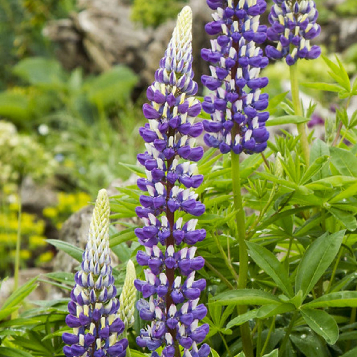 Lupinus ‘Purple Swirl’ (Lupine) Seeds