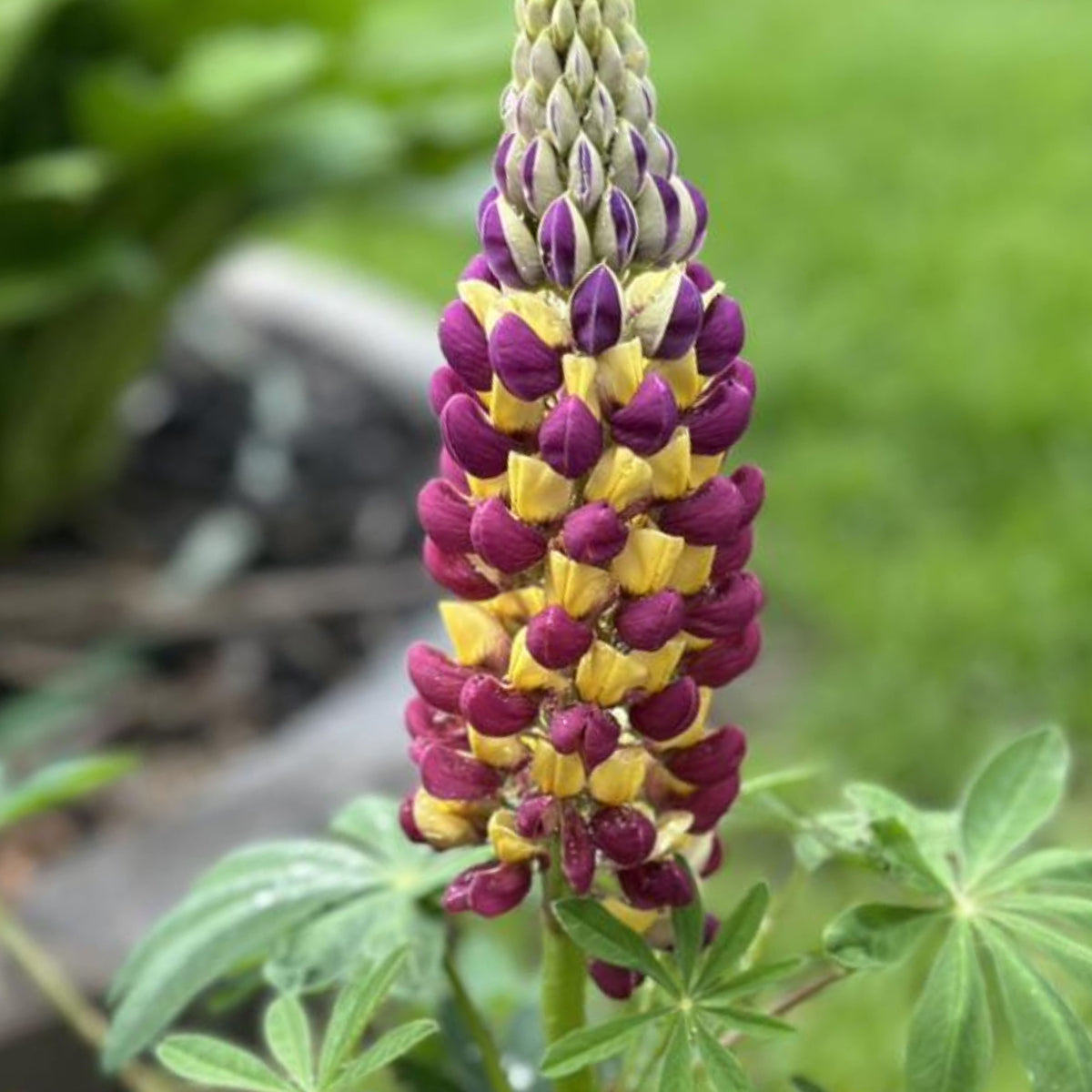 Manhattan Lights Lupinus (Lupine) Seeds