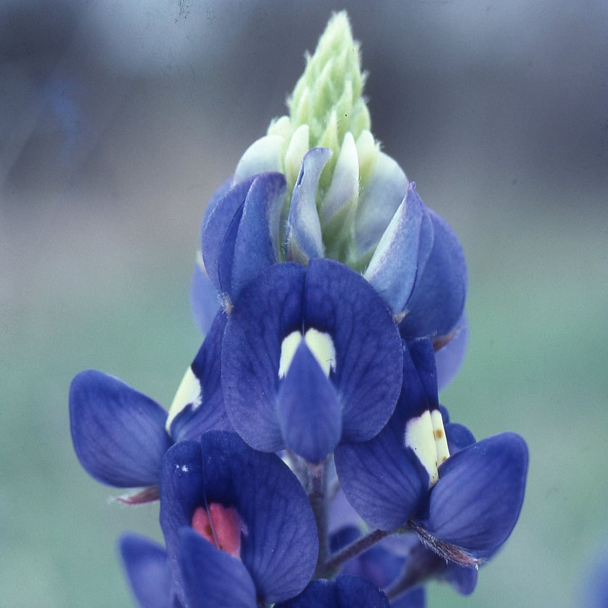 Lupinus Havardii (Big Bend Bluebonnet) Seeds - Lupine Seeds