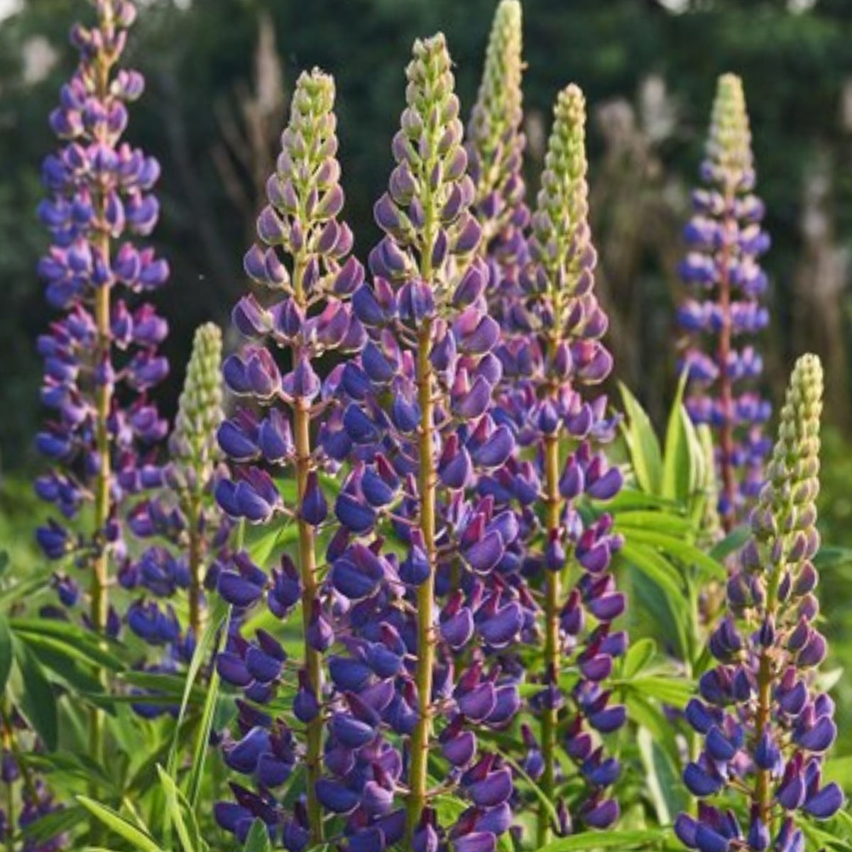 Masterpiece Lupine (Lupinus ‘Masterpiece’) Seeds