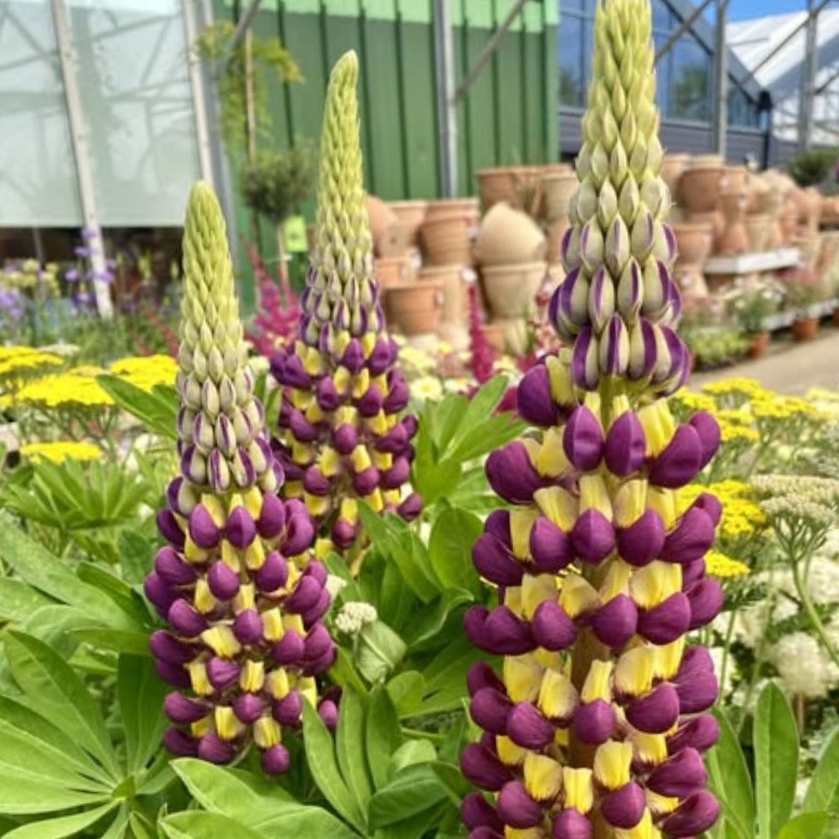 Manhattan Lights Lupinus (Lupine) Seeds