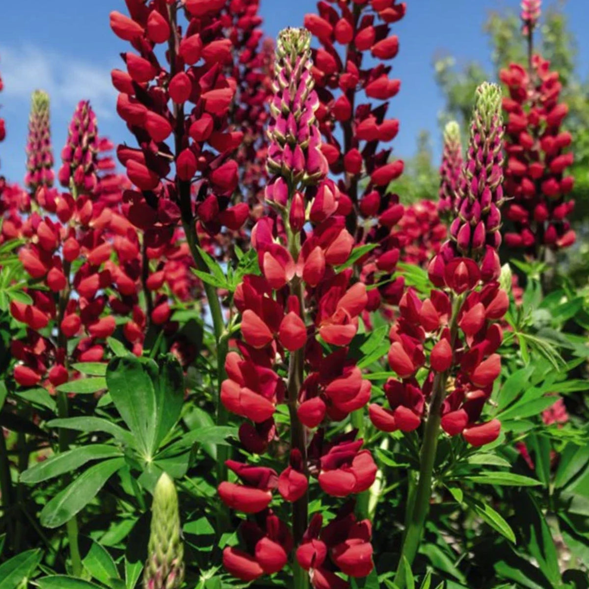 Lupinus ‘Beefeater’ (Lupine) Seeds, Bluebonnet