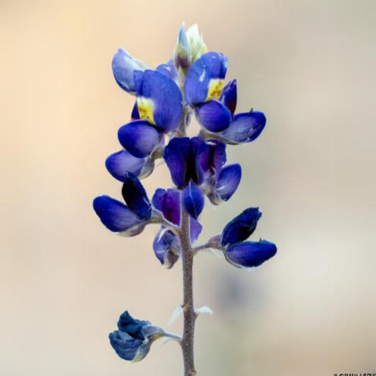 Lupinus Havardii (Big Bend Bluebonnet) Seeds - Lupine Seeds