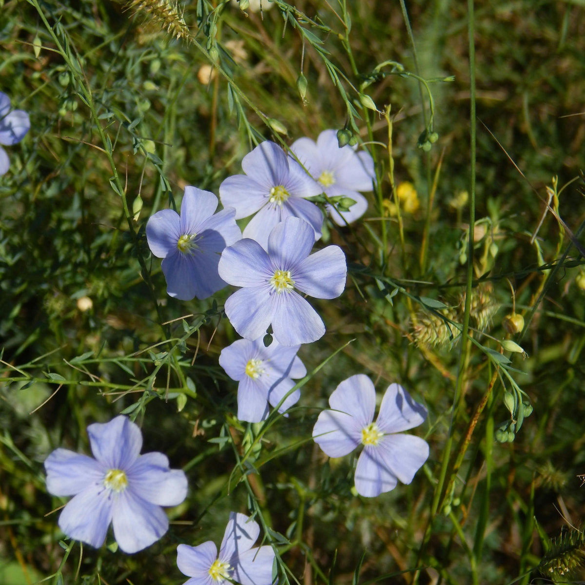 Common Flax, Linum Usitatissimum Seeds, 30 seeds