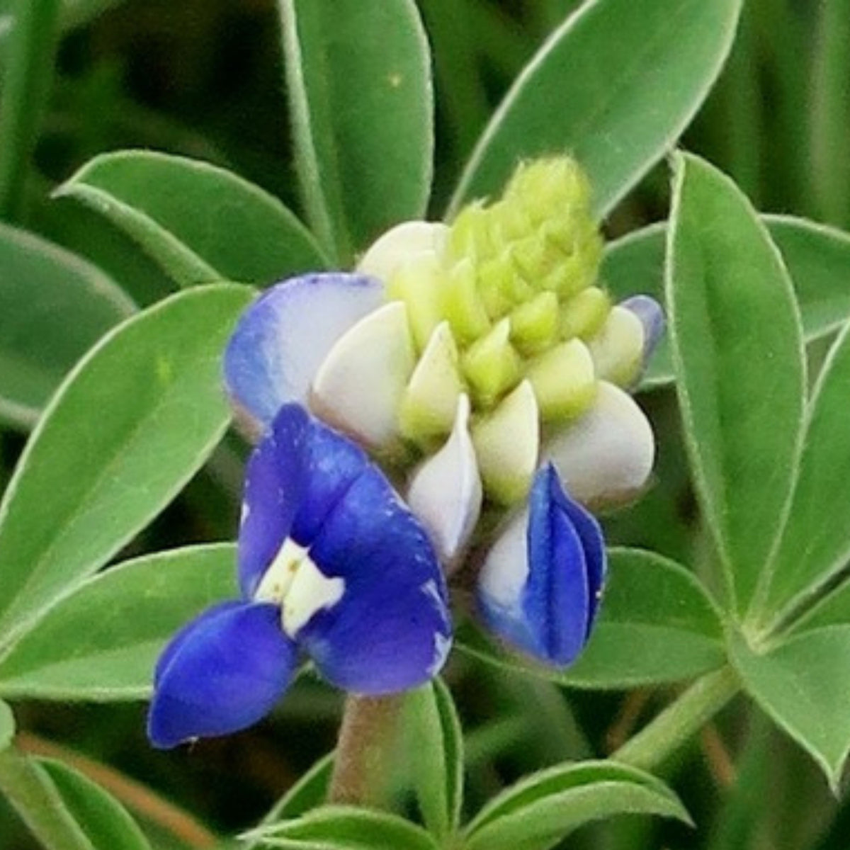Lupinus Texensis (Texas Bluebonnet) Seeds