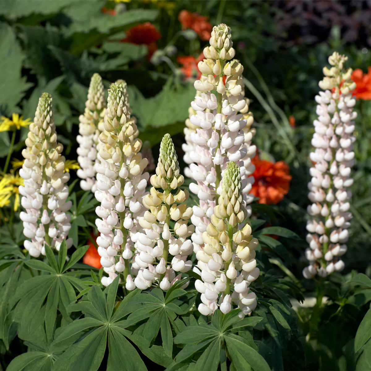 Gallery White Lupinus (Lupine) Seeds, Bluebonnet