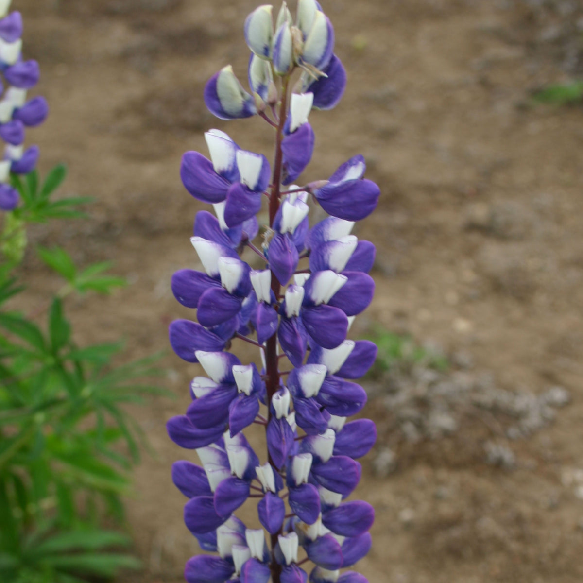 Lupinus ‘Purple Swirl’ (Lupine) Seeds