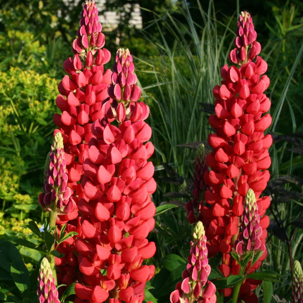 My Castle Lupine Seeds