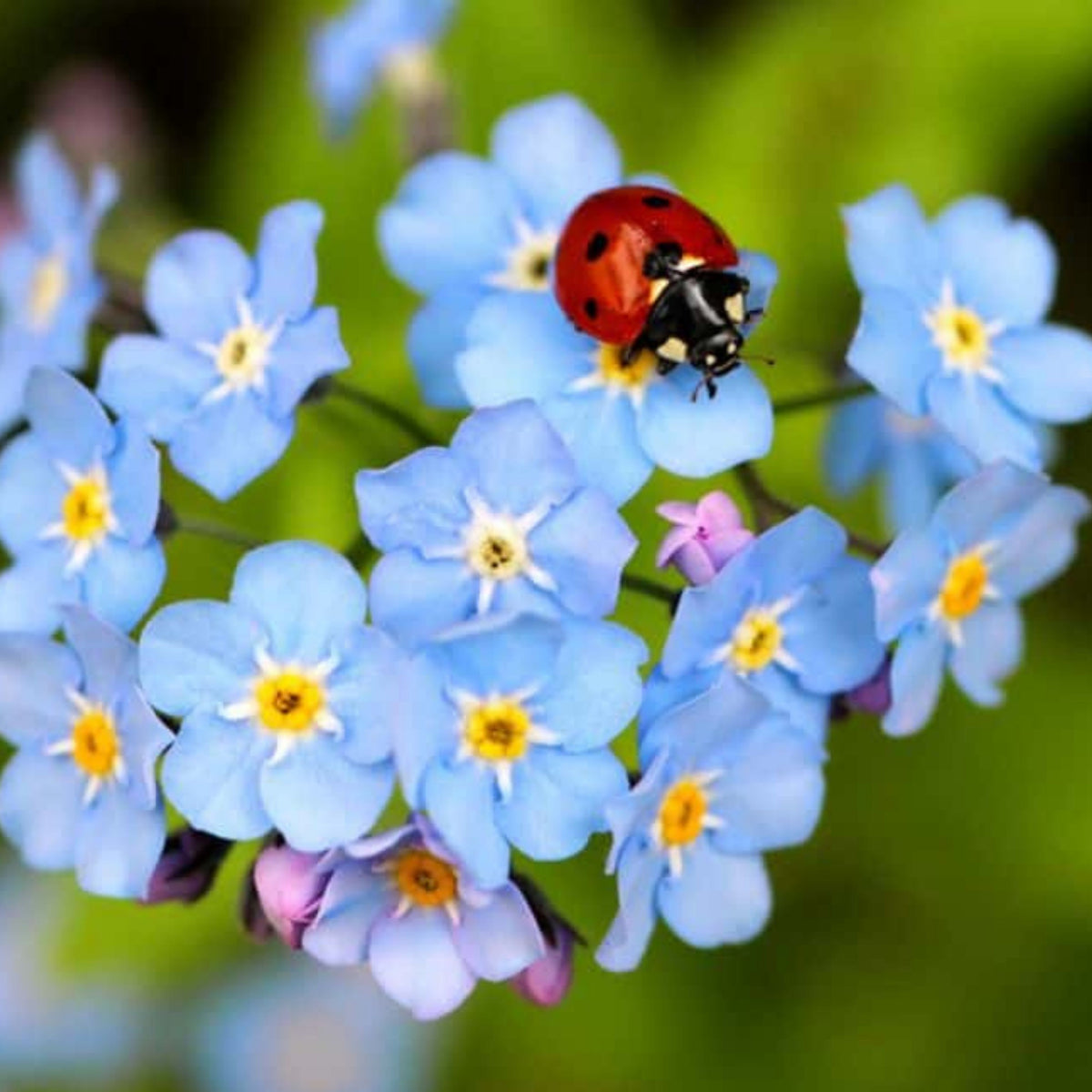 Myosotis (Forget-Me-Not) Seeds - Bee Friendly, Attracts Butterflies