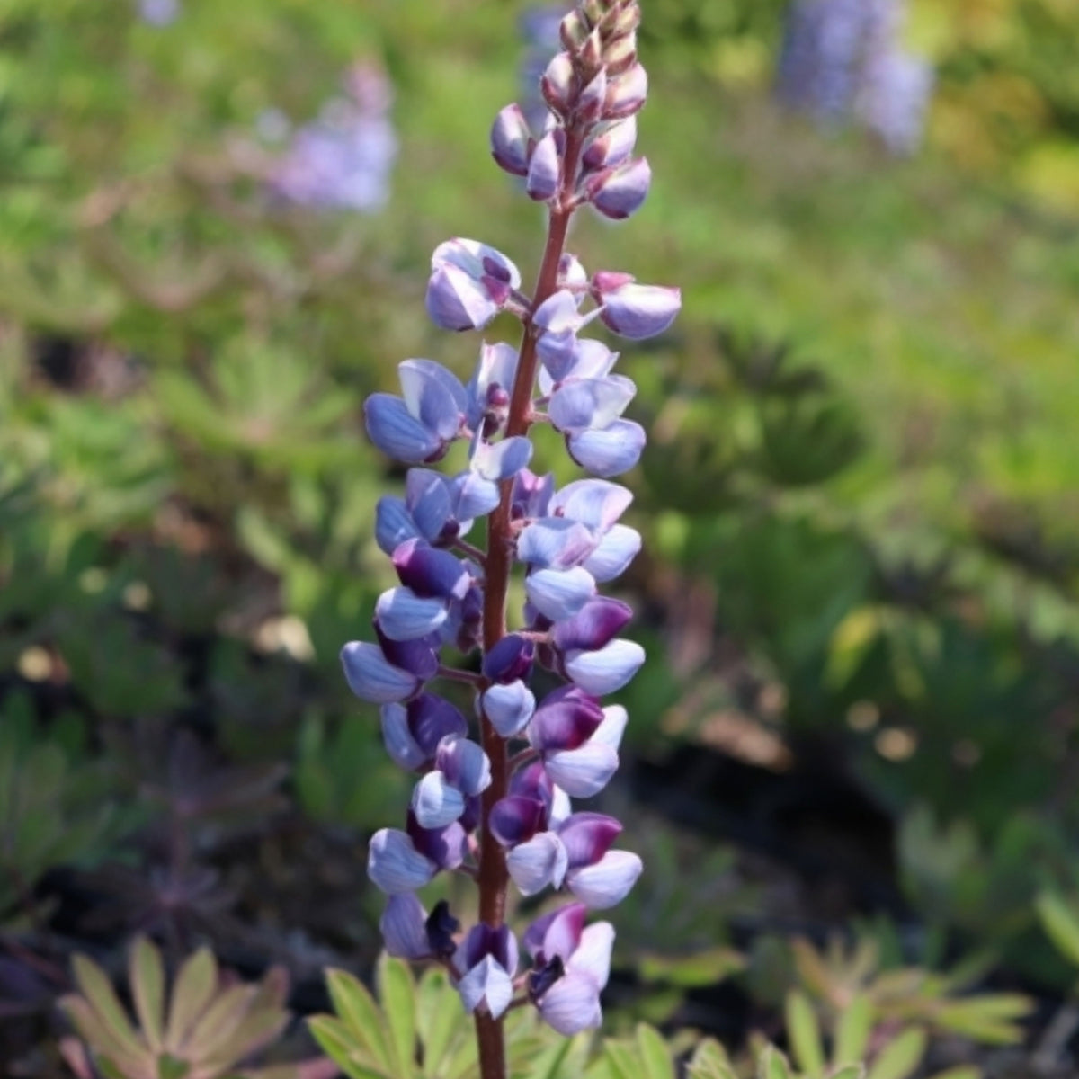 Lupinus Perennis (Wild Lupine) Seeds
