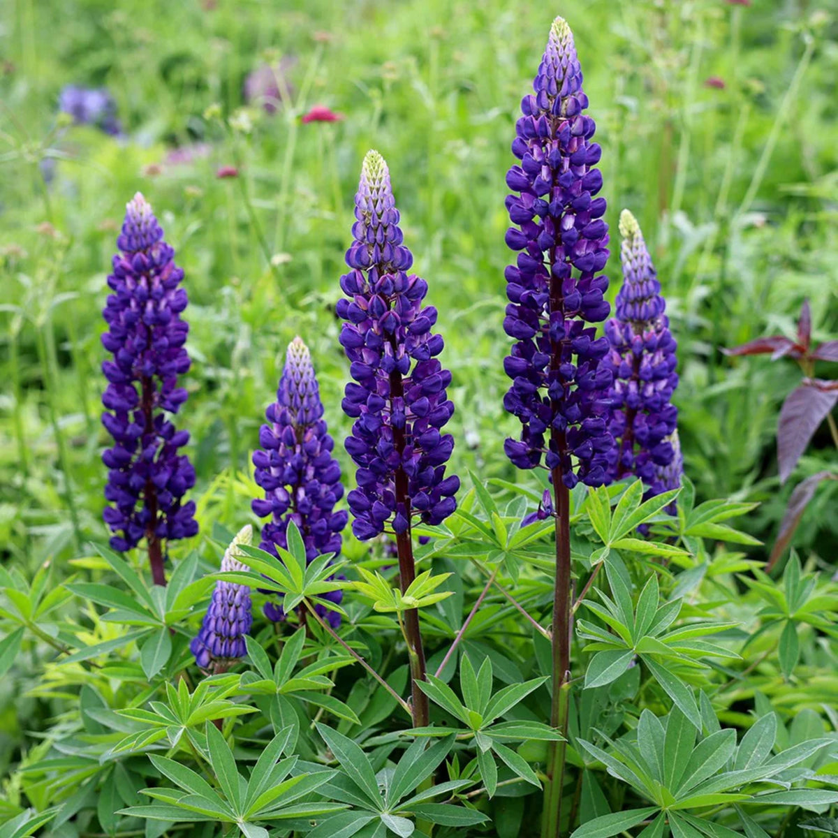 Lupinus Rivularis (Riverbank Lupine) Seeds, Bluebonnet
